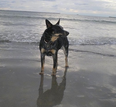 The front left side of a black with brown Australian Cattle Dog that is standing at a beach and it is looking to the right.