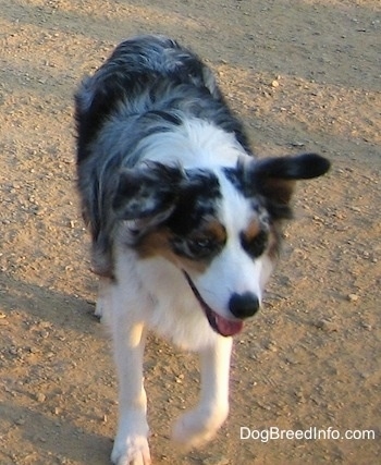 Topdown view of a blue merle Australian Shepherd that is running down dirt with its mouth open.