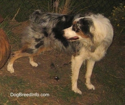 The right side of a blue merle Australian Shepherd that is standing on grass, next to a Chain link fence while urinating and it is looking to the left.