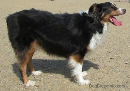 The right side of a black with brown and white Australian Shepherd that is standing on sand with its mouth open and its tongue out with its eyes closed