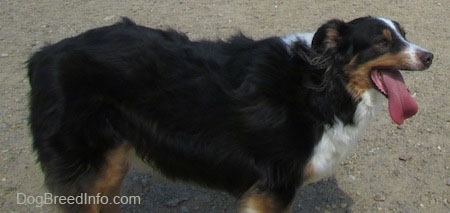 Close Up - The right side of a tri-color Australian Shepherd that is standing on sand with its mouth open and its large tongue hanging out to the side of its mouth.