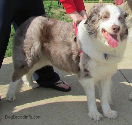 The front right side of a brown and white Australian Shepherd that is standing across a sidewalk. Its mouth is open, its tongue is out and a person is holding onto its harness