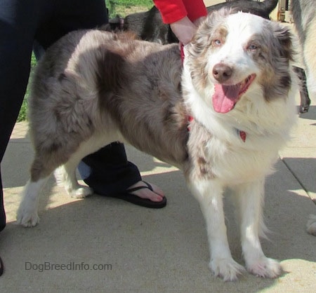 The right side of a blue-eyed red merle Australian Shepherd that is wearing a harness and it is standing across a concrete surface with its mouth open and it is looking forward.