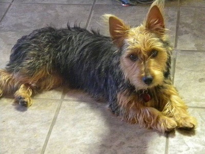 yorkshire terrier mixed