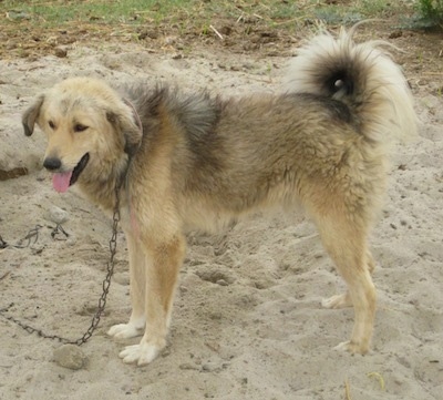 The left side of a tan with black and white Bakharwal Dog that is standing across a sandpit with its mouth open, its tongue out and it is chained to a log.