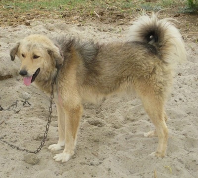 Bakharwal Dog Breed Information and Pictures
