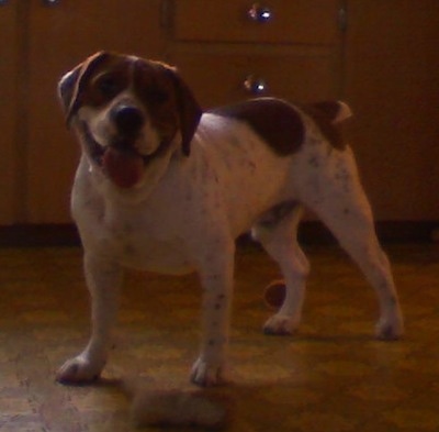 The front left side of a white with brown Beabull that is standing in a kitchen with his mouth open and tongue out.