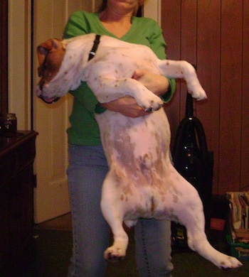 A white with brown Beabull is being held in the air, belly out, by a person behind it.