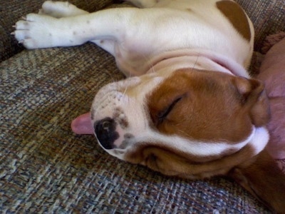 Close up - A Beabull puppy is sleeping on a couch with its tongue out