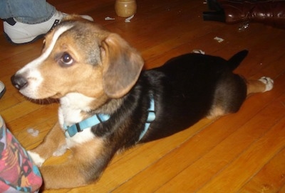 The front left side of a black with brown and white Beagi puppy is laying across a hardwood floor and it is wearing a light blue harness