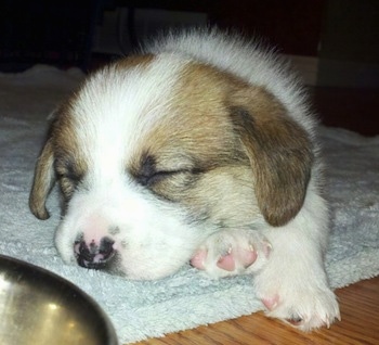 Close up - A brown with white Beagi puppy is sleeping on a rug.