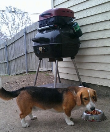 Rocky Road the Beagi eating out of a food bowl with a double level grill in the background