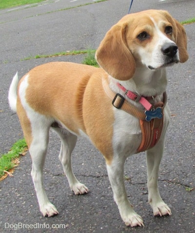 Beagle Height And Weight Chart