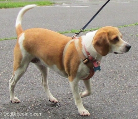 Emma the Beagle walking along a blacktop