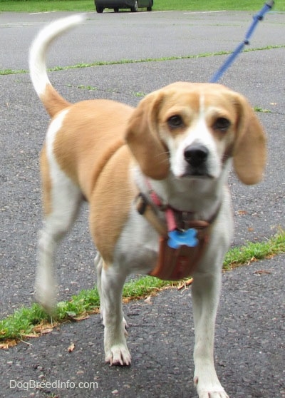 Emma the Beagle walking on a blacktop