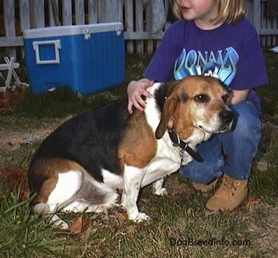 Frank the Beagle sitting in front of a little girl who is wearing a purple Donald Duck shirt