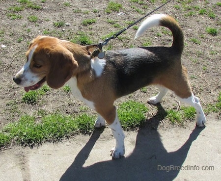 Felix the Beagle standing on a sidewalk with his mouth open and tongue out