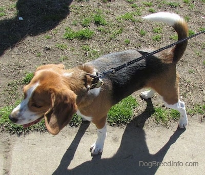 Felix the Beagle standing on a sidewalk pulling on the leash
