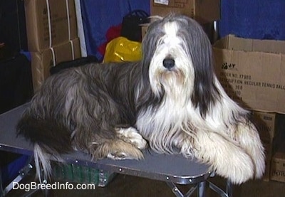 Bearded Collie Weight Chart