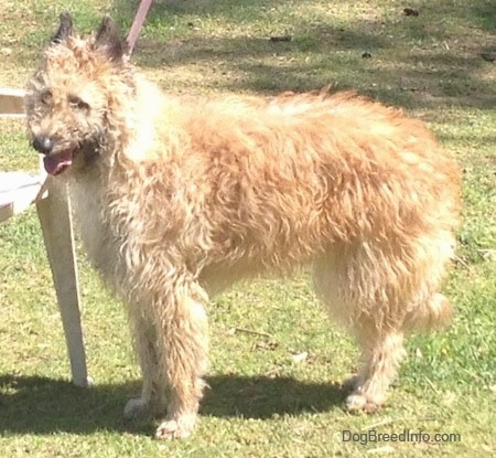 Right Profile - Mia the Belgian Laekenois standing in front of a lawn chair with its mouth open and tongue out