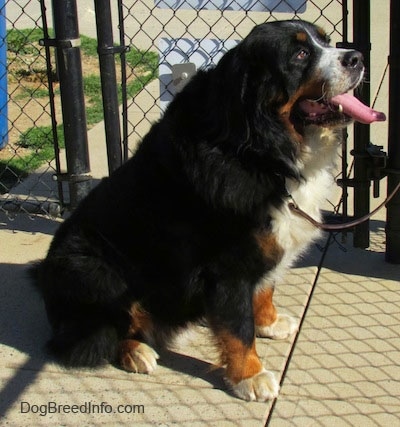 Left Profile - Harley the Bernese Mountain Dog sitting outside with its mouth open and tongue out