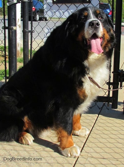 Harley the Bernese Mountain Dog looking at the camera holder with its mouth open and tongue out wearing a leash in front of a chain link fence