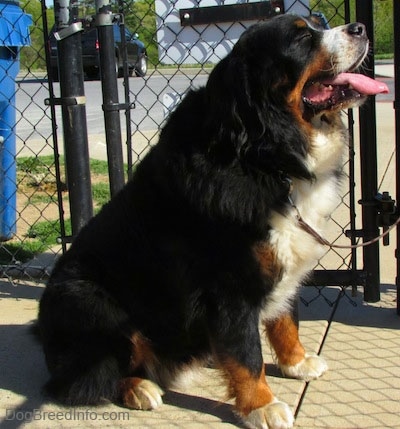 Harley the Bernese Mountain Dog sitting in front of a chain link fence with its mouth open and tongue out