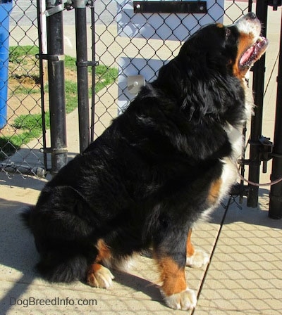 Harley the Bernese Mountain Dog sitting in front of a chain link fence with his mouth open and tongue out squinting his eyes