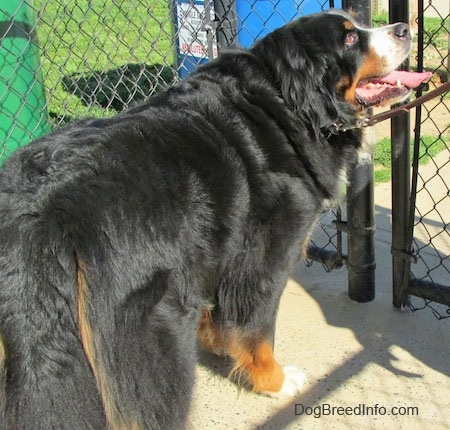 Harley the Bernese Mountain Dog standing in front of a chain link fence with his mouth open looking up in the air