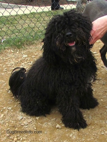 bichon dog black