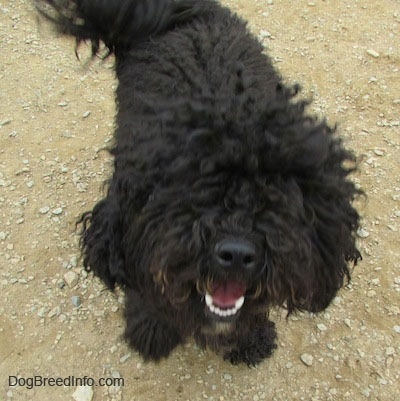 bichon dog black