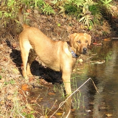 Tucker the Black Mouth Cur putting his front paws in a creek