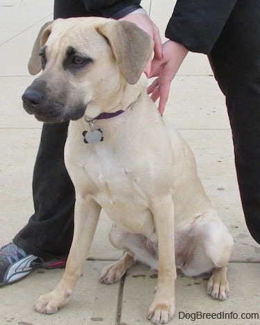 black tongue cur dog