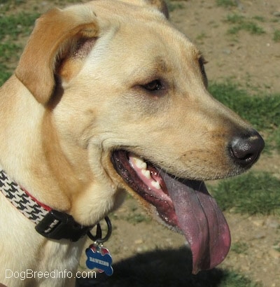 black tongue cur dog