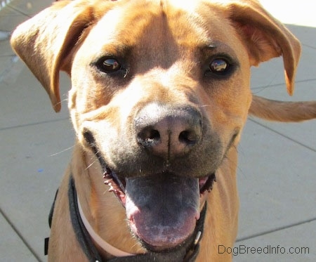 black tongue cur dog