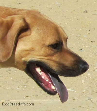 black tongue cur dog