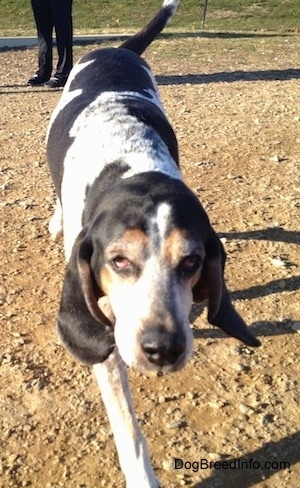 A white with black Bluetick Coonhound Harrier is walking up a dirt surface.