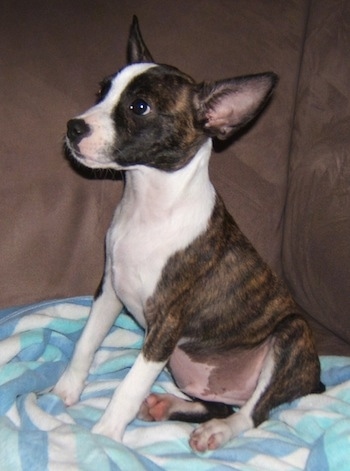 boston terrier mix brindle