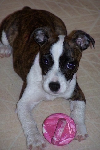 The front right side of a brown with white Bo-Jack puppy that is laying across a tiled floor with a dog toy in between its paws.