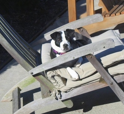 A black and white Bo-Jack is laying down in a beach chair.