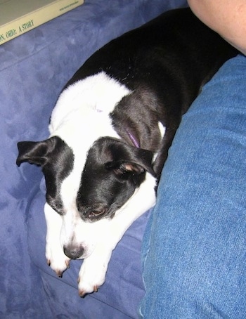 Topdown view of a black and white Bo-Jack that is laying down on a pillow.