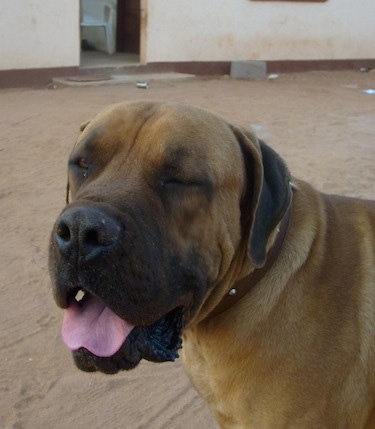 Close Up - Bob the Boerboel standing in sand with its mouth open and its tongue out and eyes squinted