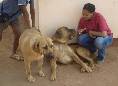 Destiny the Boerboel standing in front of a house with a person pushing on its butt. Bob the Boerboel laying against the house looking at the person next to him