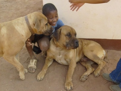 Bob the Boerboel  standing next to a boy who is behind Destiny the Boerboel