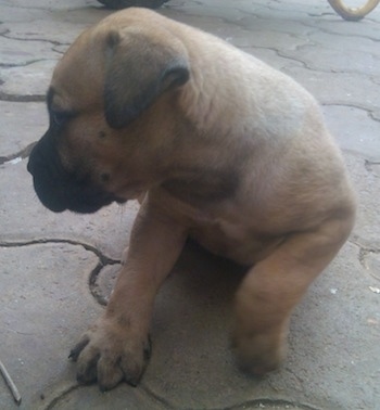Bolt the Boerboel puppy laying on a sidewalk looking into the distance.