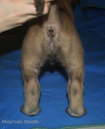 The back end of a mastiff that is standing on a blue backdrop with a person holding its tail up and out of the way