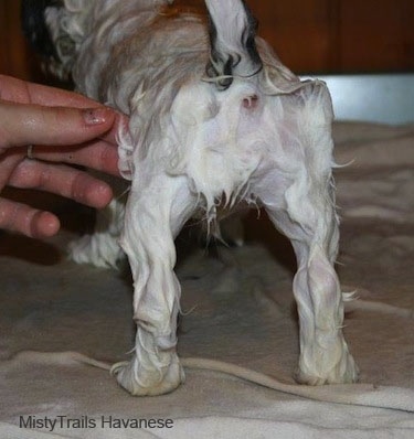 The back end of a wet Havanese that is standing on a towel with a person touching them