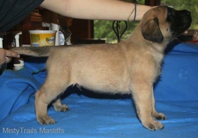 A Mastiff puppy being posed by its owner