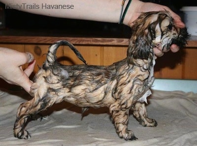 A Wet Havanese being posed by its owner