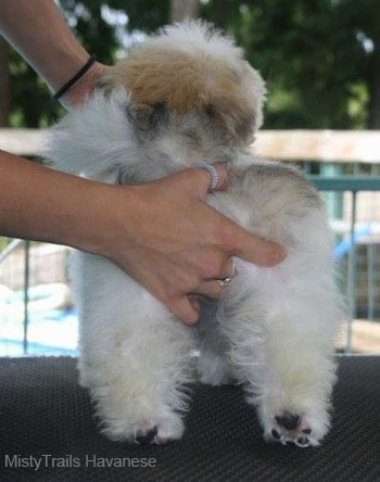 A person with their hand on the rear of a fluffy coated dog that is standing on a table outside. The dog's back legs are straight.